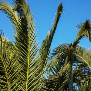 Palm trees