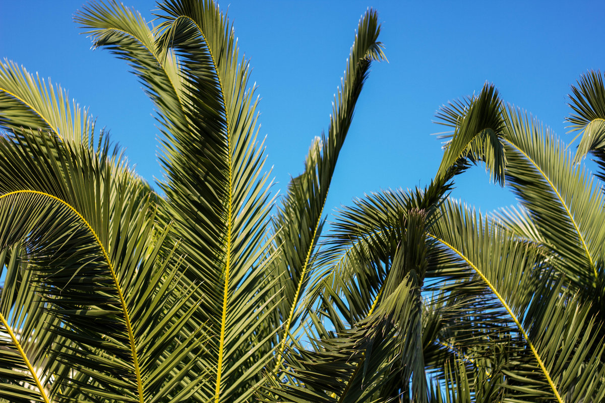 Palm trees