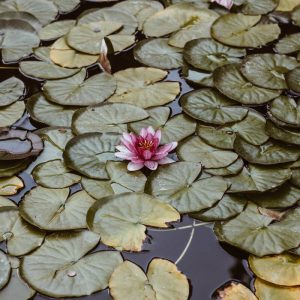 Water Lilies