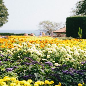 Flowers in Botanical Garden, Balchik