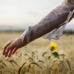 Fields of gold, end of summer