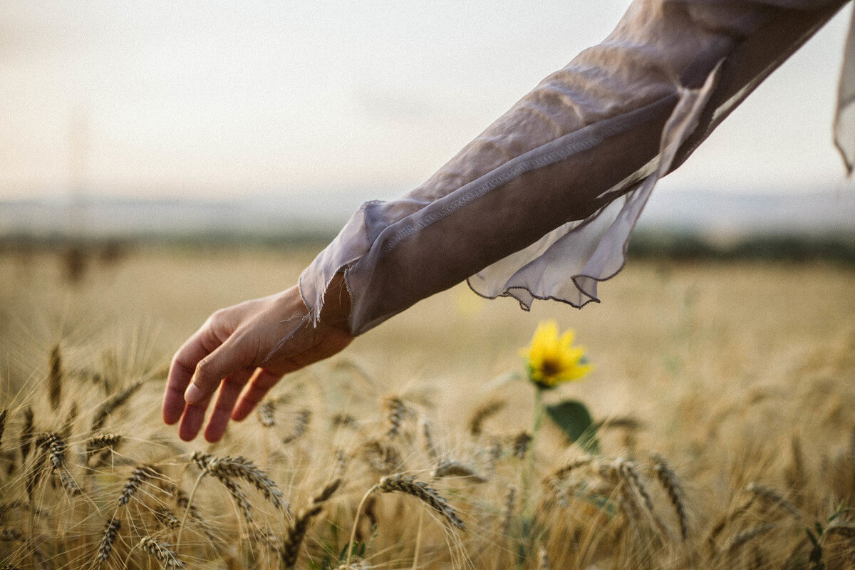 Fields of gold, end of summer